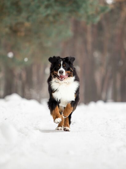 Ein Hund läuft auf einem schneebedecktem Weg, im Hintergrund Wald. | © Adobe Stock