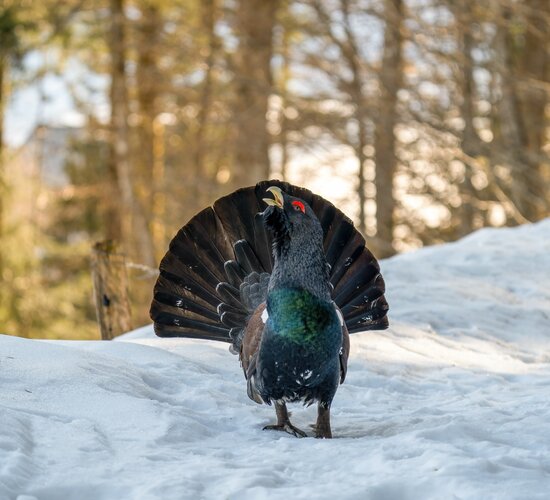 Auerwild Winter | © Adobe Stock